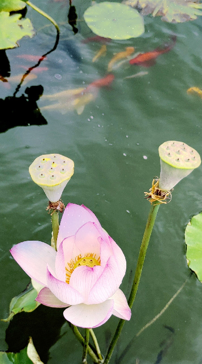 莲花、金鲤、碧水（食堂 李连昌）.jpg